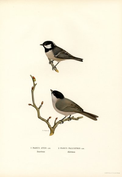 Sikora czarnoczuba (kolor lito) autorstwa Magnus Ferdinand and Wilhelm von Wright