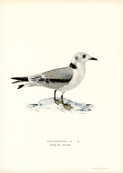 Kittiwake z czarnymi nogami (kolor lito) autorstwa Magnus Ferdinand and Wilhelm von Wright