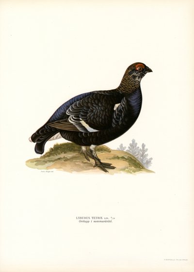 Cietrzew (kolor lito) autorstwa Magnus Ferdinand and Wilhelm von Wright