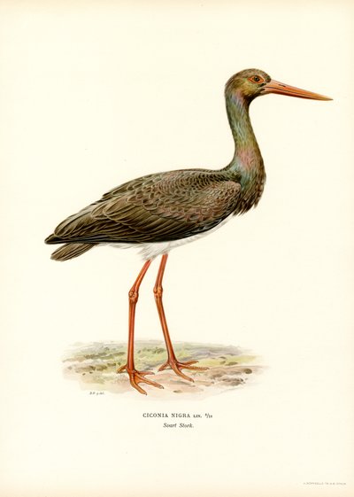 Bocian czarny (kolor lito) autorstwa Magnus Ferdinand and Wilhelm von Wright