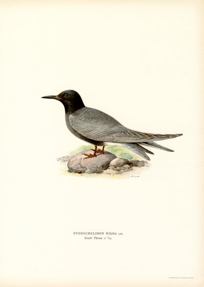 Rybitwa czarna (kolor lito) autorstwa Magnus Ferdinand and Wilhelm von Wright