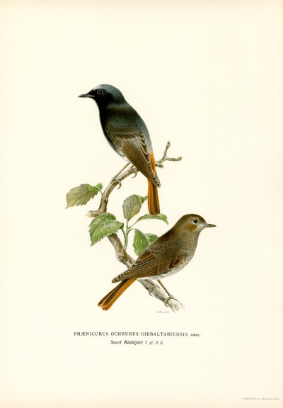 Blackstart (kolor lito) autorstwa Magnus Ferdinand and Wilhelm von Wright