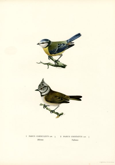 Modraszka (kolor lito) autorstwa Magnus Ferdinand and Wilhelm von Wright