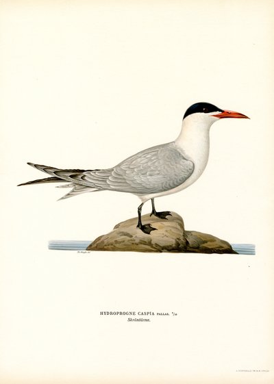 Rybitwa kaspijska (kolor lito) autorstwa Magnus Ferdinand and Wilhelm von Wright
