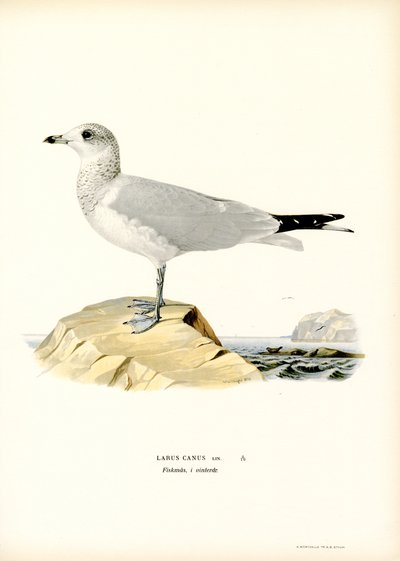 Mewa pospolita (kolor lito) autorstwa Magnus Ferdinand and Wilhelm von Wright