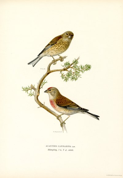 Pospolita Linnet (kolor lito) autorstwa Magnus Ferdinand and Wilhelm von Wright