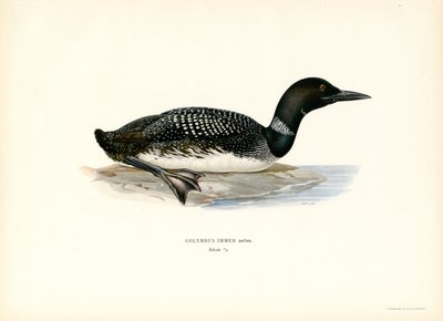 Loon pospolity (kolor lito) autorstwa Magnus Ferdinand and Wilhelm von Wright