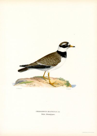 Sieweczka obrożna (kolor lito) autorstwa Magnus Ferdinand and Wilhelm von Wright