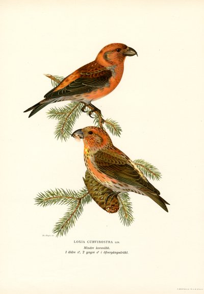 Krzyżodziób (kolor lito) autorstwa Magnus Ferdinand and Wilhelm von Wright