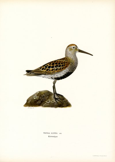 Dunlin (kolor lito) autorstwa Magnus Ferdinand and Wilhelm von Wright