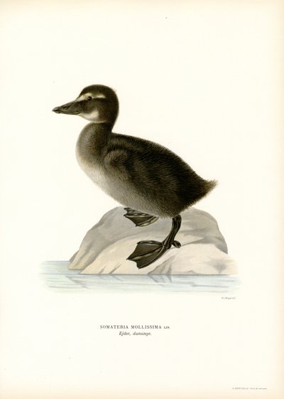Eider Duck (kolor lito) autorstwa Magnus Ferdinand and Wilhelm von Wright