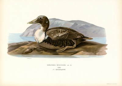 Eider Duck (kolor lito) autorstwa Magnus Ferdinand and Wilhelm von Wright