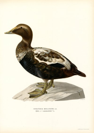 Eider Duck (kolor lito) autorstwa Magnus Ferdinand and Wilhelm von Wright