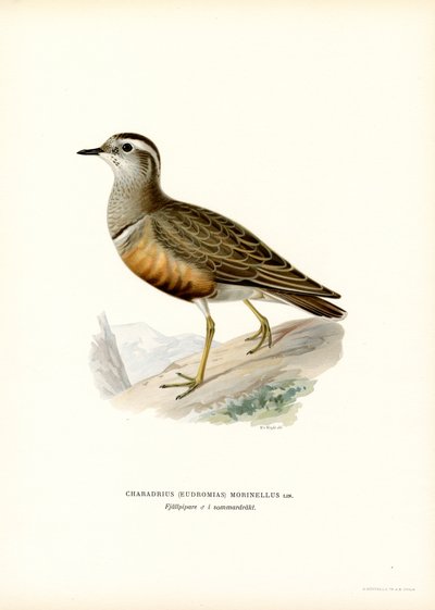 Dotterel euroazjatycki (kolor lito) autorstwa Magnus Ferdinand and Wilhelm von Wright