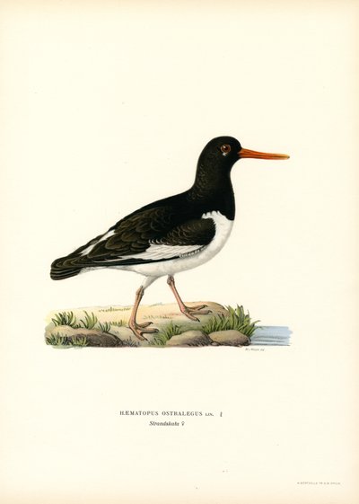 ostrygojad (kolor lito) autorstwa Magnus Ferdinand and Wilhelm von Wright