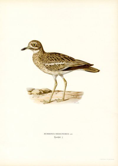Eurasian kulnik (kolor lito) autorstwa Magnus Ferdinand and Wilhelm von Wright