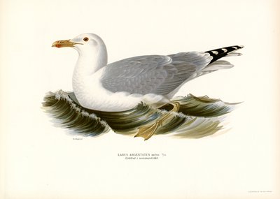 Mewa srebrzysta (kolor lito) autorstwa Magnus Ferdinand and Wilhelm von Wright