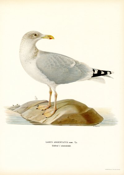 Mewa srebrzysta (kolor lito) autorstwa Magnus Ferdinand and Wilhelm von Wright