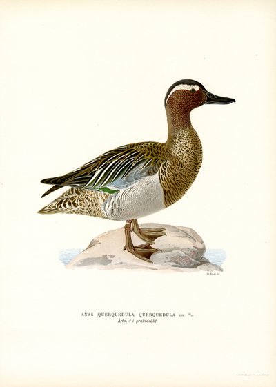 Garganey (kolor lito) autorstwa Magnus Ferdinand and Wilhelm von Wright
