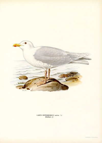 Glaucous Gull (kolor lito) autorstwa Magnus Ferdinand and Wilhelm von Wright