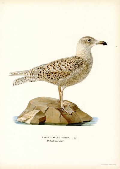 Glaucous Gull (kolor lito) autorstwa Magnus Ferdinand and Wilhelm von Wright