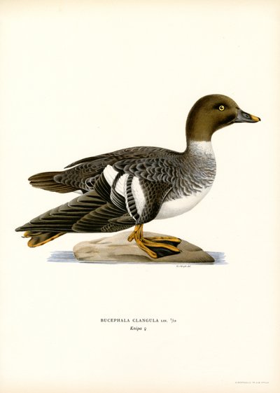 Goldeneye Duck (kolor lito) autorstwa Magnus Ferdinand and Wilhelm von Wright