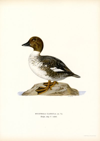 Goldeneye Duck (kolor lito) autorstwa Magnus Ferdinand and Wilhelm von Wright