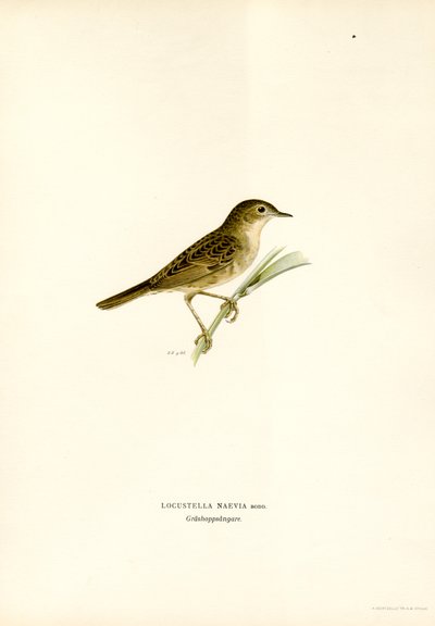 Grasshopper Warbler (kolor lito) autorstwa Magnus Ferdinand and Wilhelm von Wright