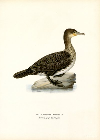 Kormoran wielki (kolor lito) autorstwa Magnus Ferdinand and Wilhelm von Wright