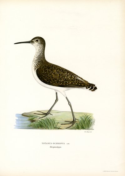 Sandpiper zielony (kolor lito) autorstwa Magnus Ferdinand and Wilhelm von Wright