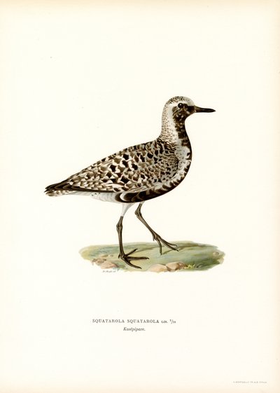 Sieweczka szara (kolor lito) autorstwa Magnus Ferdinand and Wilhelm von Wright