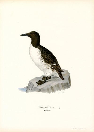 Guillemot (kolor lito) autorstwa Magnus Ferdinand and Wilhelm von Wright