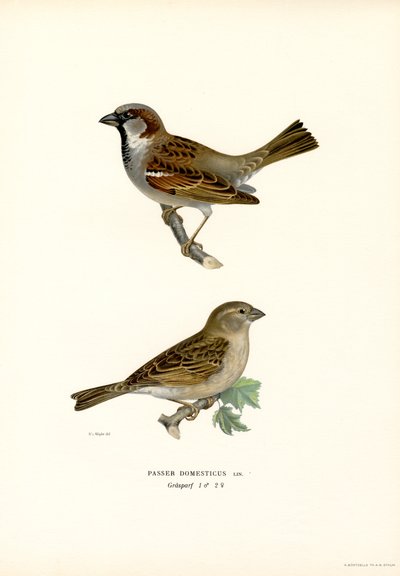 Wróbel (kolor lito) autorstwa Magnus Ferdinand and Wilhelm von Wright