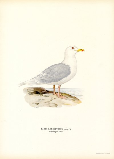 Islandia Mewa (kolor lito) autorstwa Magnus Ferdinand and Wilhelm von Wright