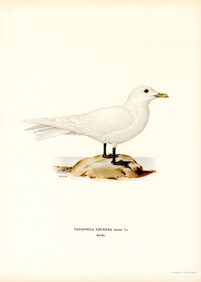 Ivory Gull (kolor lito) autorstwa Magnus Ferdinand and Wilhelm von Wright