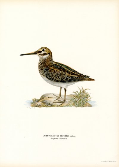 Jack Snipe (kolor lito) autorstwa Magnus Ferdinand and Wilhelm von Wright