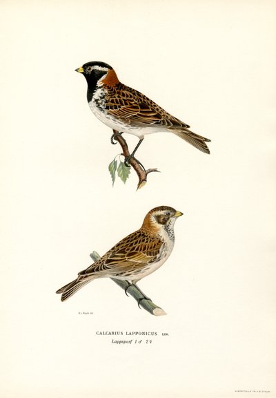Trznadel Lapland (kolor lito) autorstwa Magnus Ferdinand and Wilhelm von Wright