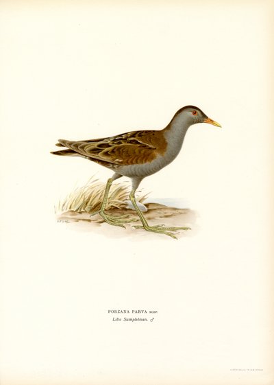 Little Crake (kolor lito) autorstwa Magnus Ferdinand and Wilhelm von Wright