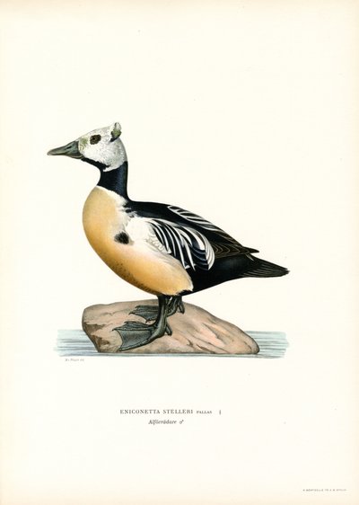 Mały Eider (kolor lito) autorstwa Magnus Ferdinand and Wilhelm von Wright