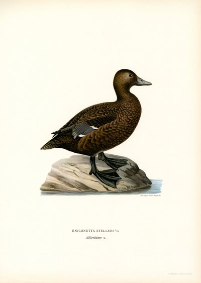 Mały Eider (kolor lito) autorstwa Magnus Ferdinand and Wilhelm von Wright