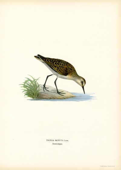 Little Stint (kolor lito) autorstwa Magnus Ferdinand and Wilhelm von Wright