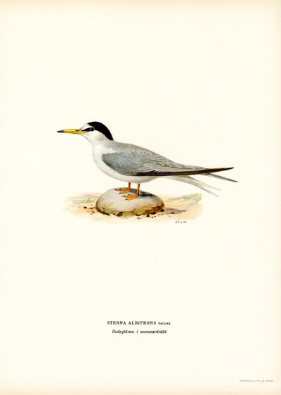 Rybitwa (kolor lito) autorstwa Magnus Ferdinand and Wilhelm von Wright