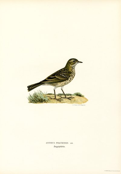 Meadow Pipit (kolor lito) autorstwa Magnus Ferdinand and Wilhelm von Wright