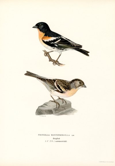 Dziwonia górska (kolor lito) autorstwa Magnus Ferdinand and Wilhelm von Wright