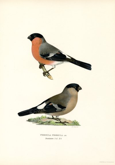 Gil zwyczajny (kolor lito) autorstwa Magnus Ferdinand and Wilhelm von Wright