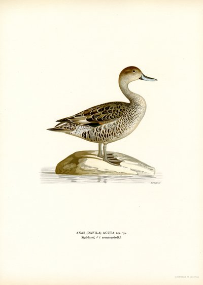 Northern Pintail (kolor lito) autorstwa Magnus Ferdinand and Wilhelm von Wright