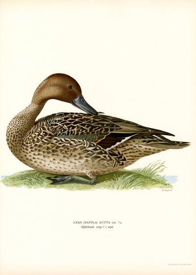 Northern Pintail (kolor lito) autorstwa Magnus Ferdinand and Wilhelm von Wright
