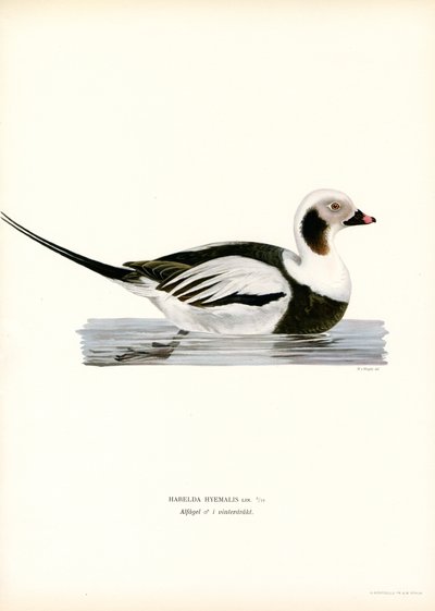 Kaczka Oldsquaw (kolor lito) autorstwa Magnus Ferdinand and Wilhelm von Wright
