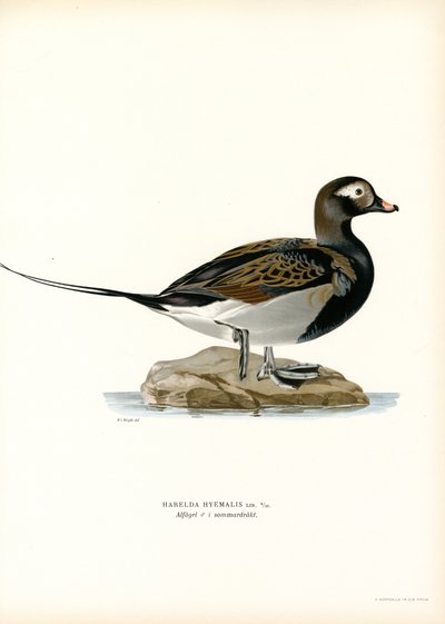 Kaczka Oldsquaw (kolor lito) autorstwa Magnus Ferdinand and Wilhelm von Wright