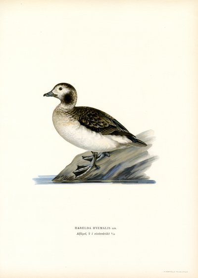 Kaczka Oldsquaw (kolor lito) autorstwa Magnus Ferdinand and Wilhelm von Wright